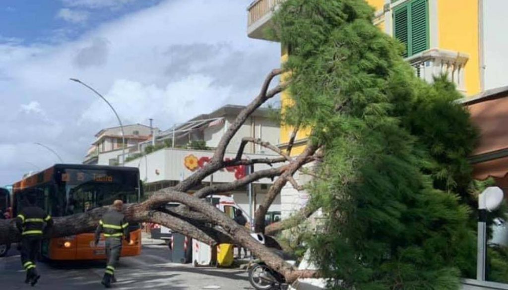 VTA VALUTAZIONE DI STABILITA' DELL'ALBERO