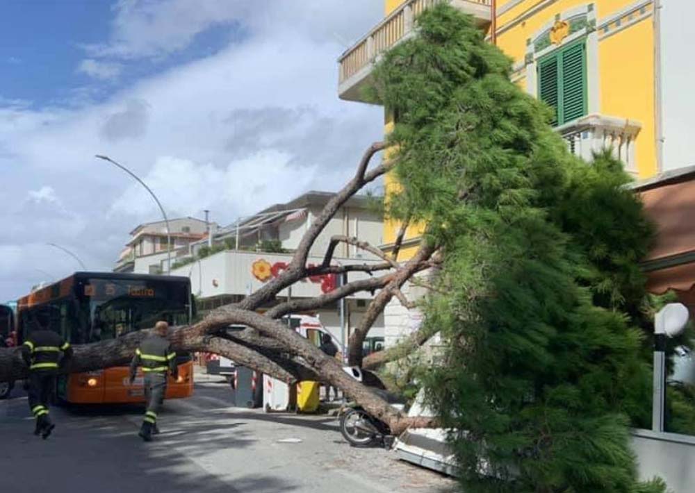VTA VALUTAZIONE DI STABILITA' DELL'ALBERO