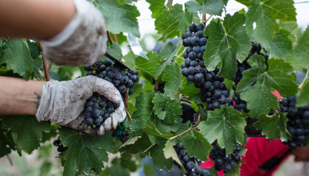 vindemia-winery-zBwxaS0SkTk-unsplash11