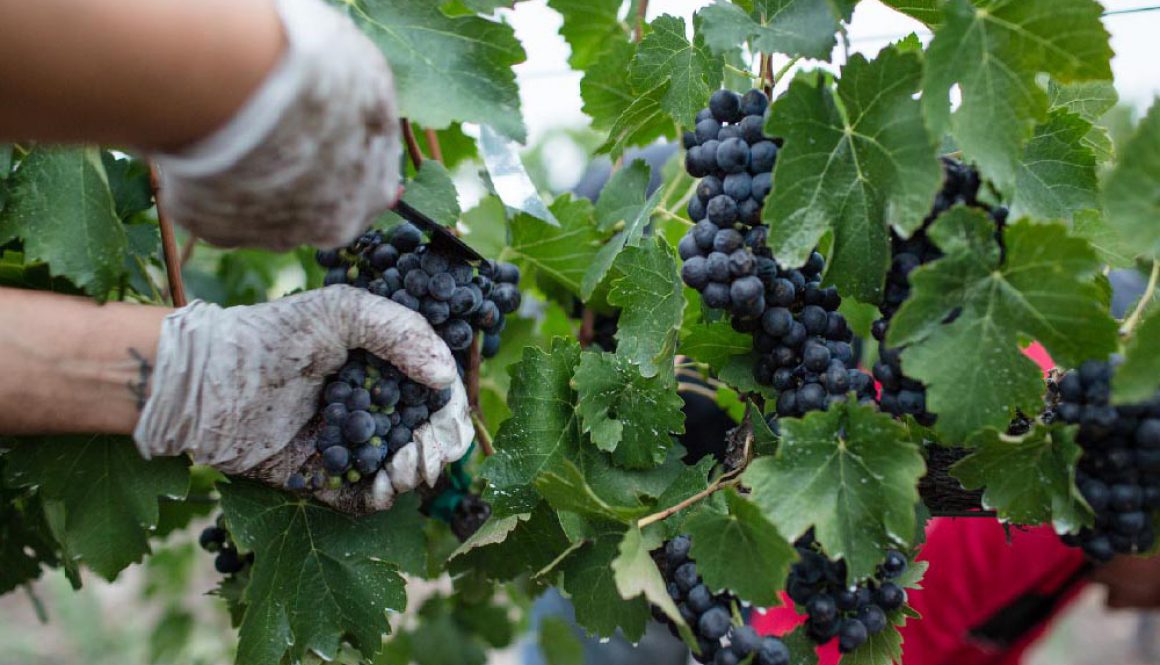 vindemia-winery-zBwxaS0SkTk-unsplash11