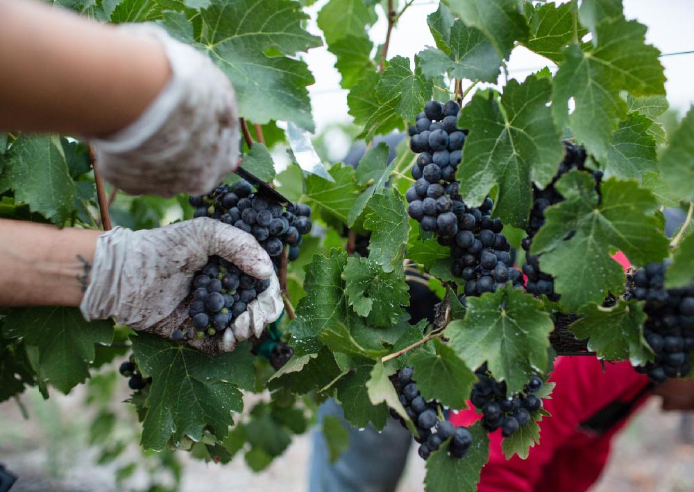 vindemia-winery-zBwxaS0SkTk-unsplash11